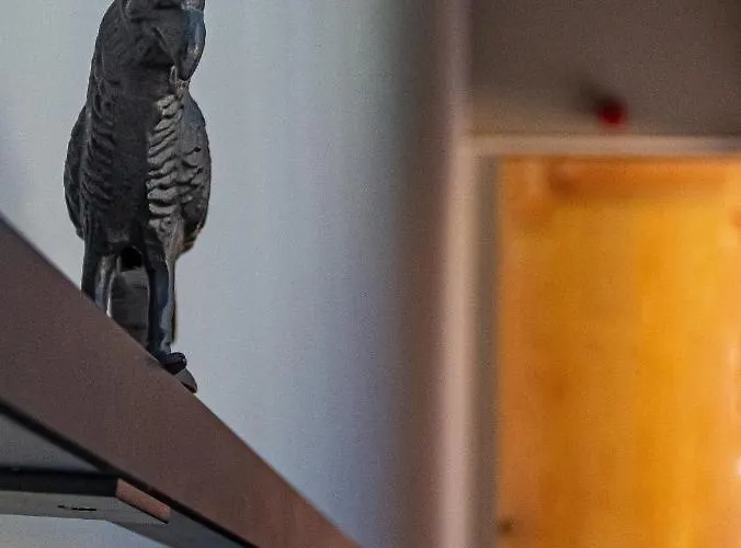 Gospodarstwo agroturystyczne Cerrado Fontainhas *